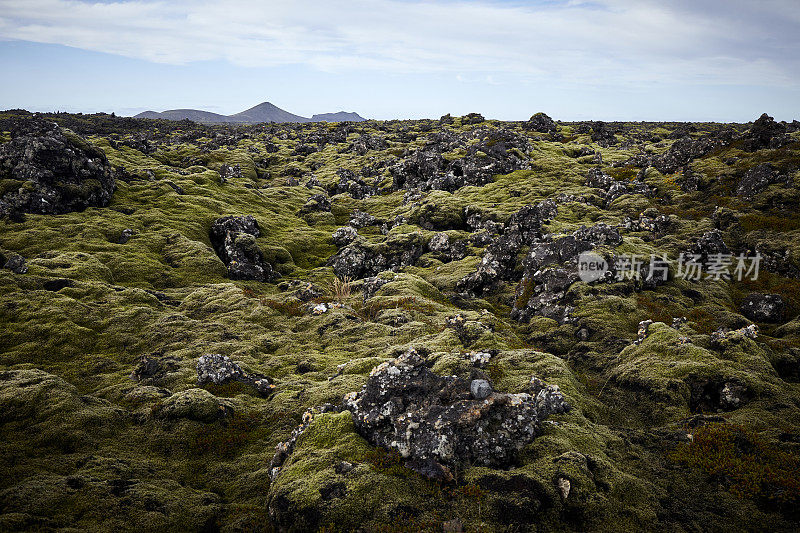 苔藓覆盖着冰岛的岩石和火山景观