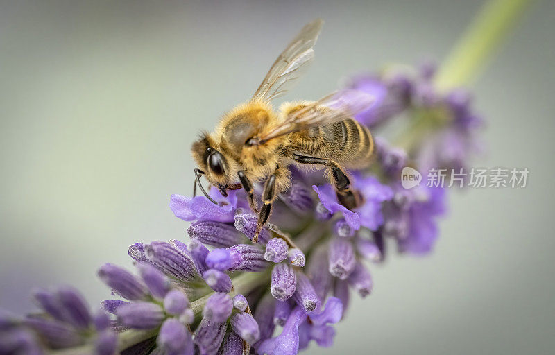薰衣草上的蜜蜂