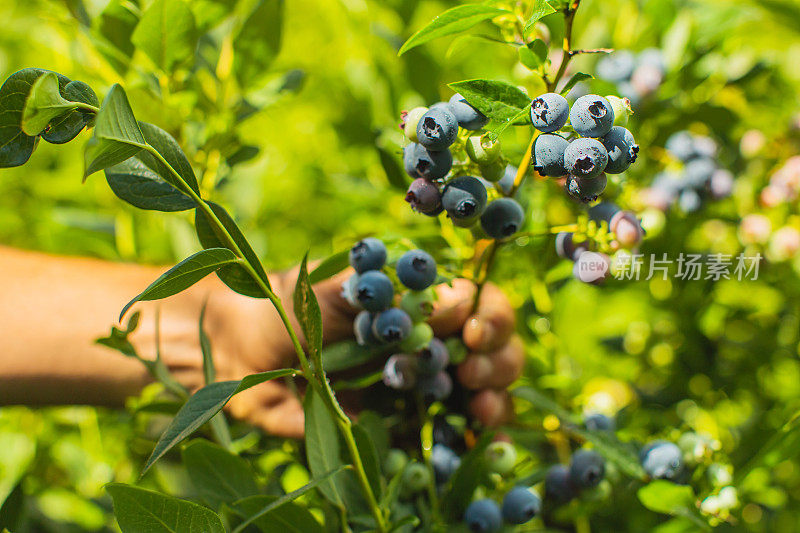 蓝莓在灌木丛中。成熟多汁的夏季浆果。生态农场。可持续发展。健康食品。素食者。可持续性
