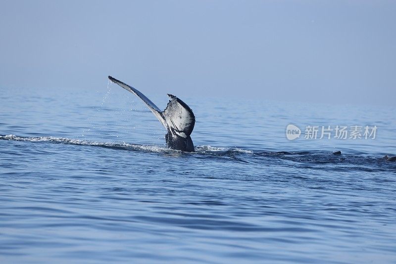 美国加利福尼亚州蒙特利湾的鲸鱼