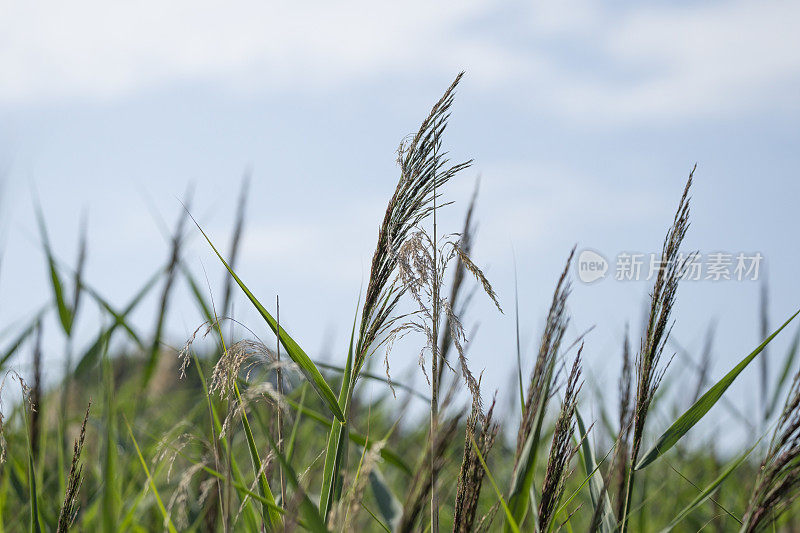 干草背景