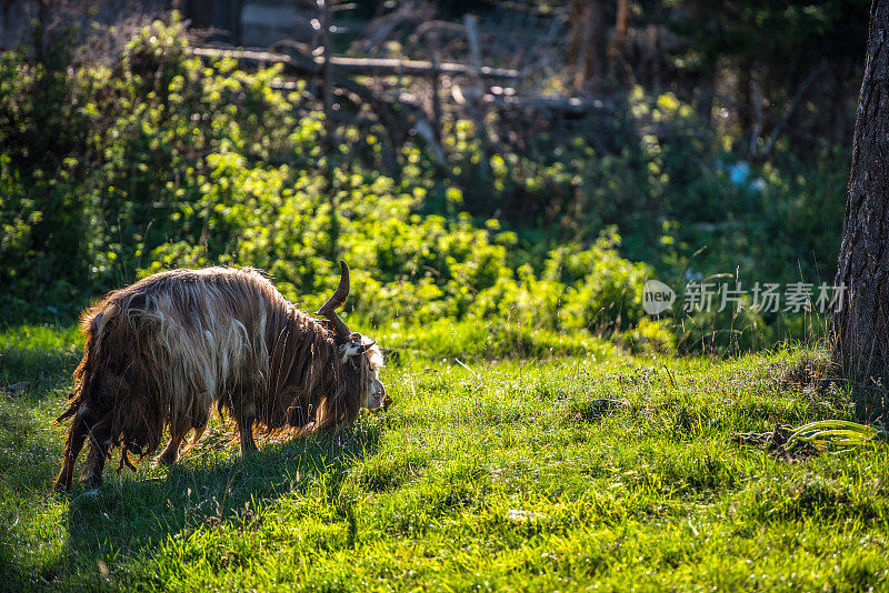 黑山Žabljak村有机农场的公山羊