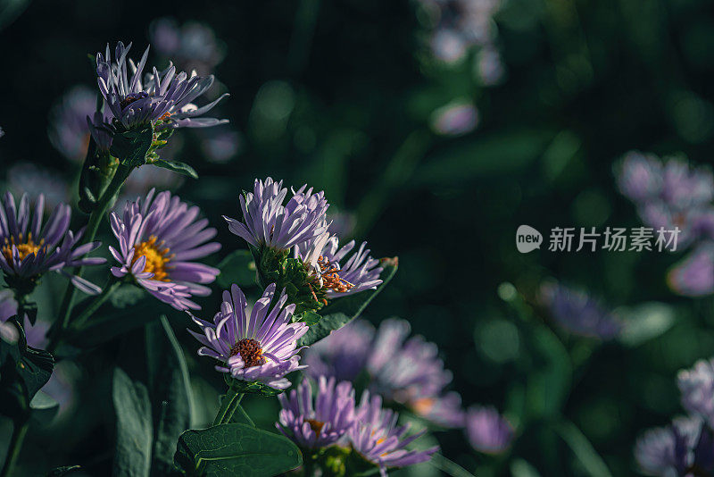 高山花朵