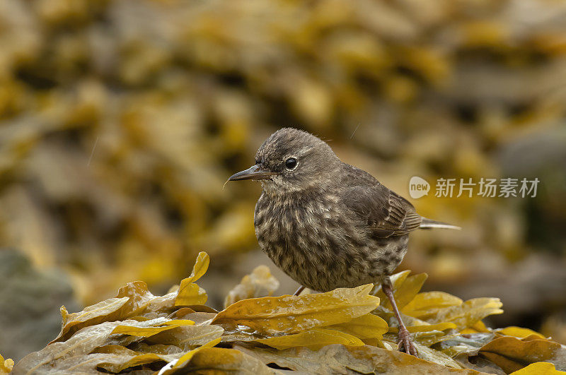 岩石皮皮特（安图斯·彼得罗苏斯）