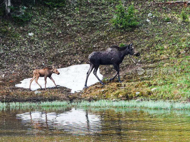 驼鹿妈妈和幼鹿沿着湖岸散步。