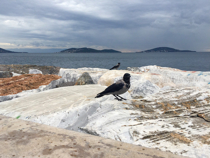 乌鸦站在海岸线的石头上