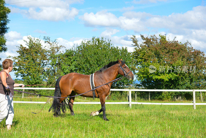 英国一名妇女喜欢在夏天的一天把她的马放在围场里训练，在骑她之前先训练马正确地移动