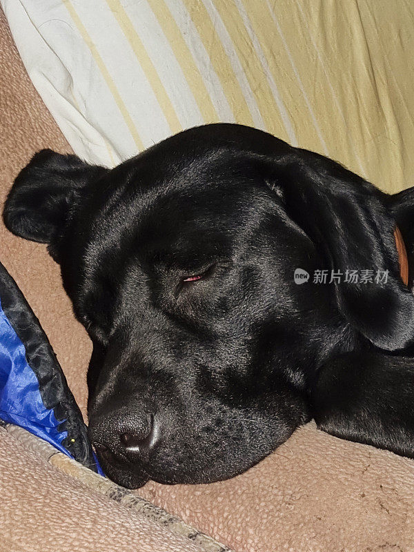 一只黑色的实验室狗躺在沙发上。