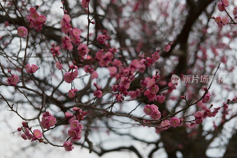 粉梅花