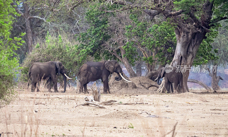 津巴布韦的非洲象(Loxodonta)