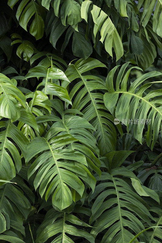 松属植物生长在热带雨林中