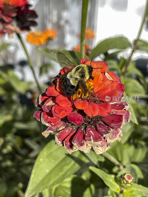 大黄蜂在花园里的红花上