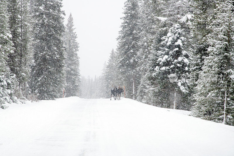 在持续降雪期间，两只公驼鹿沿着黄石国家公园西北部的高速公路行走