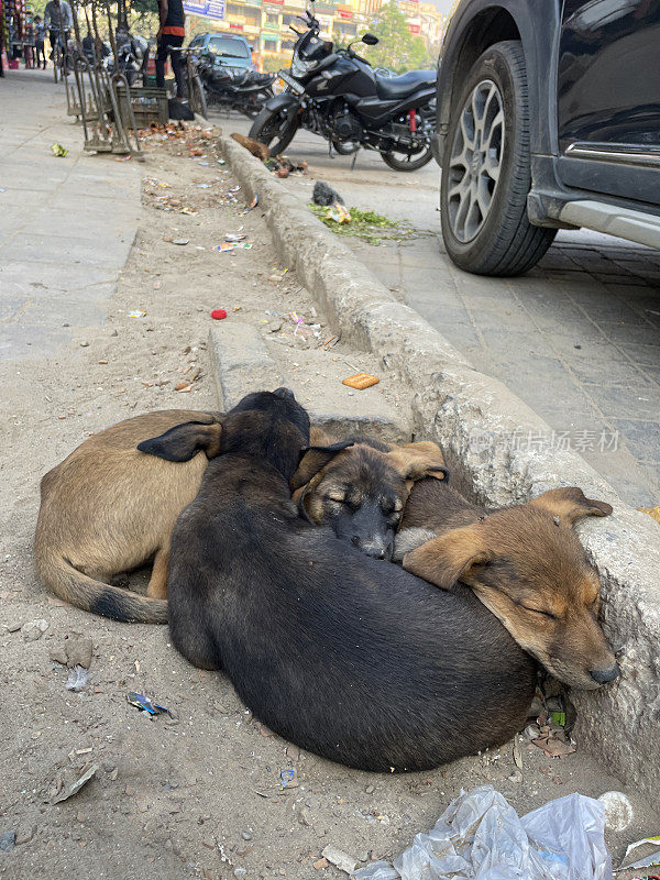 印度新德里，一堆被遗弃的小狗在汽车和摩托车旁边的排水沟边依偎取暖，特写图像