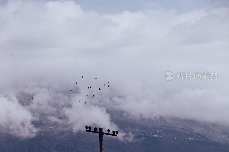 一群鸽子在多云的天空中飞过电线杆