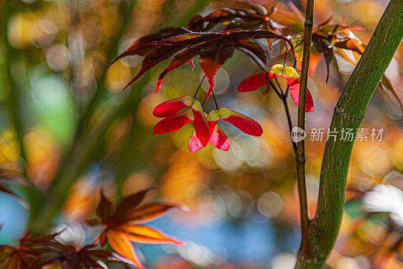 花、树等。