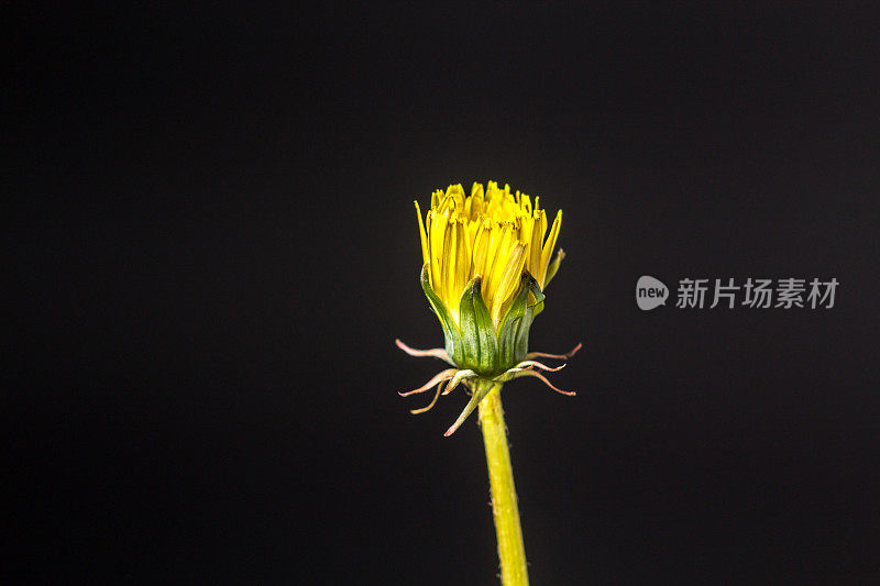 一张蒲公英花在黑色背景上绽放和生长的照片。蒲公英盛开的花朵。