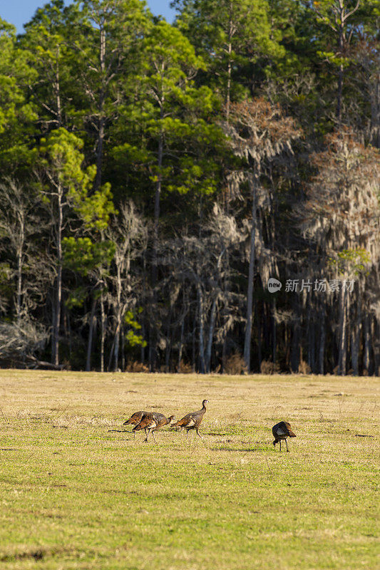 一群野生火鸡在阳光明媚的牧场上觅食，背景是西班牙苔藓覆盖的树木