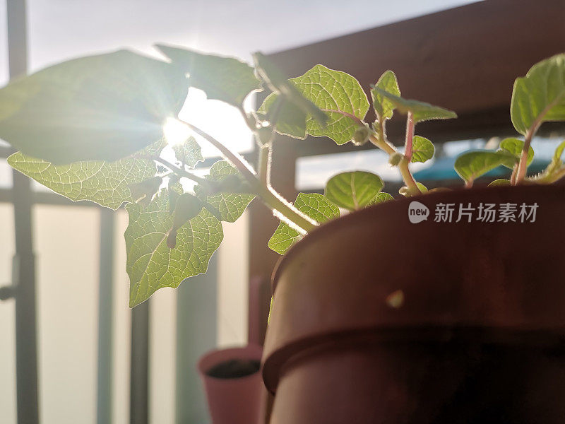 城市园艺项目的详细照片，在阳台与酸浆在夕阳下举行