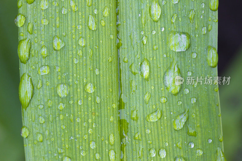 一根带着水滴的草叶。背景