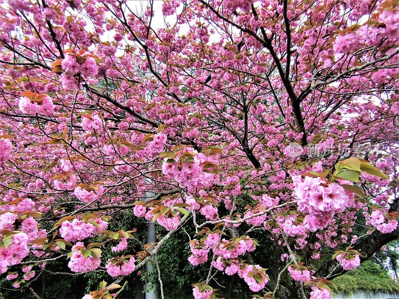 日本。4月。樱花。的印象。