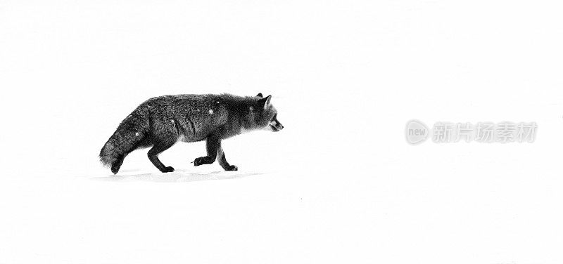 狐狸在阿布鲁佐亚平宁山脉的冬天