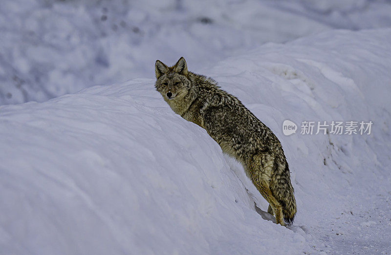 怀俄明州黄石国家公园的猛犸温泉区。冬天有雪。