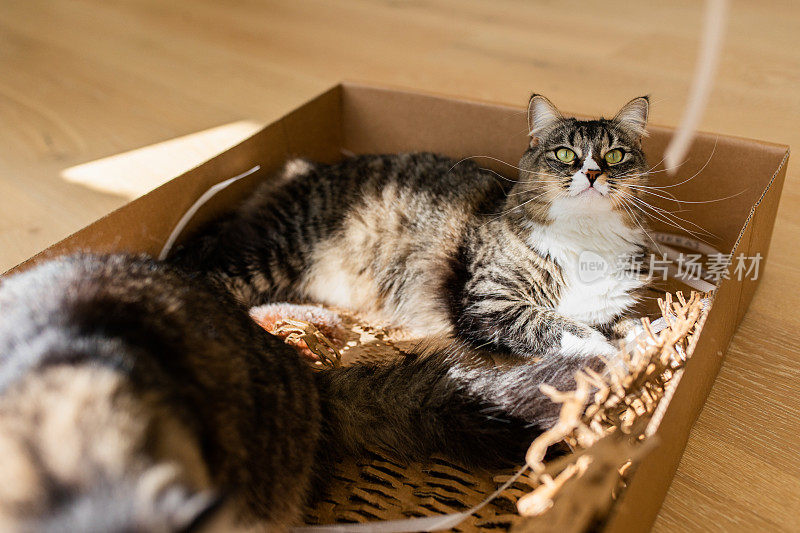 盒子里可爱的猫咪