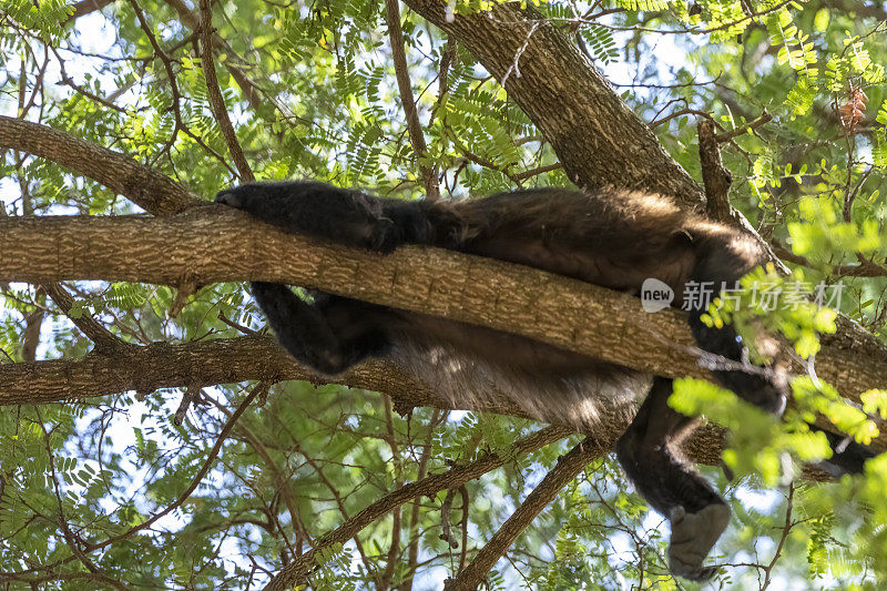 哥斯达黎加树梢上的吼猴