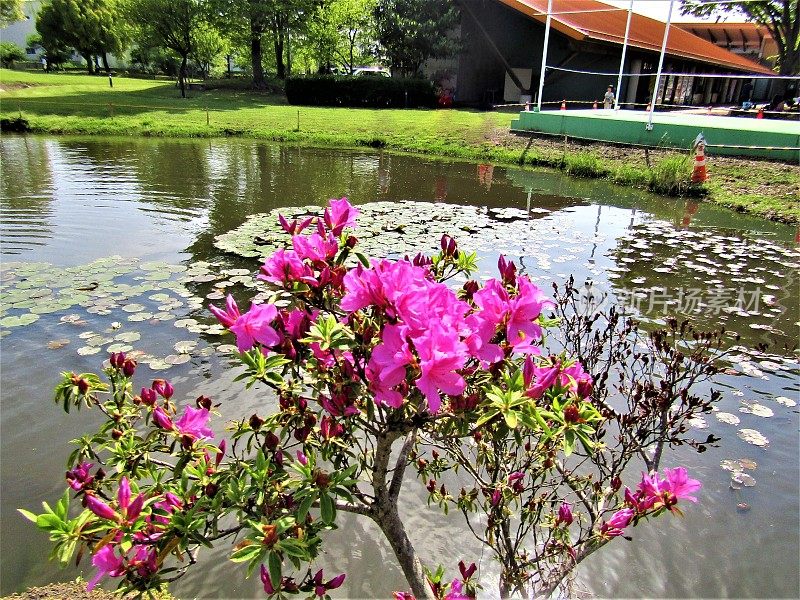 日本。4月。池塘边的杜鹃花。
