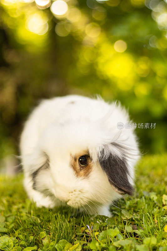可爱的小白兔在草地上看着相机。