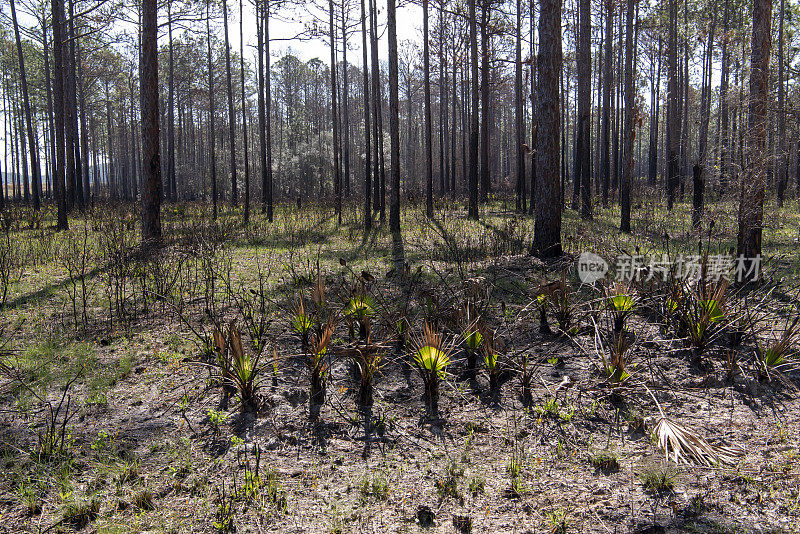松树和锯棕榈林，几周后规定的燃烧，与新鲜的绿色生长在地面和背面点燃的棕榈叶