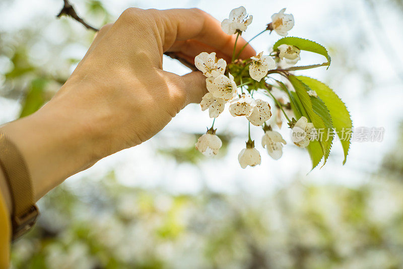 一个女人的手握着白花树。