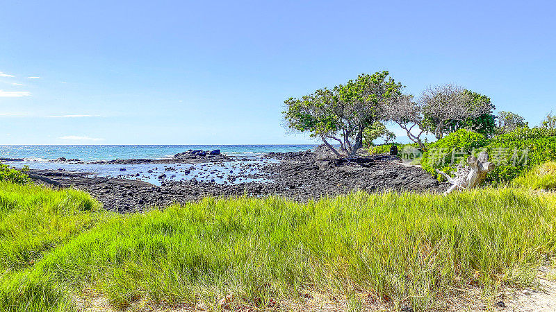 夏威夷海岸旁的树木——怀科洛亚海滩