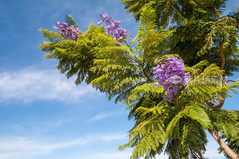 西班牙瓦伦西亚的蓝花楹树
