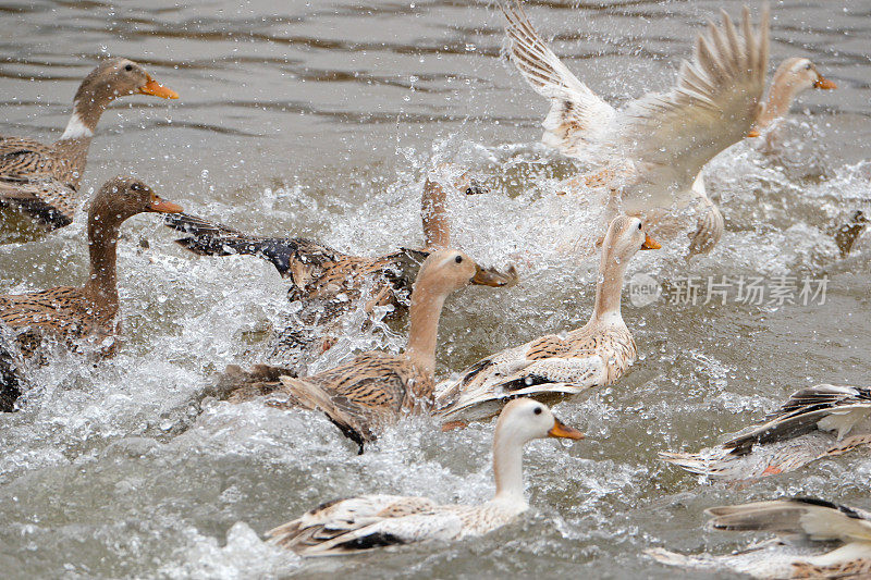 一群鸭子在池塘里游泳