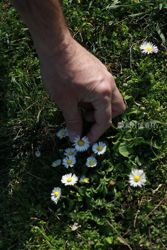 男人抚摸着花