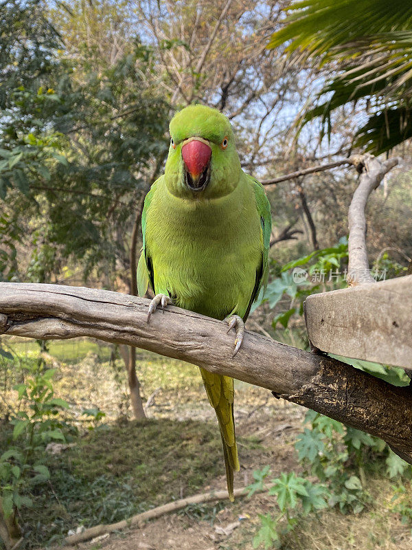 野生绿色印度环颈长尾鹦鹉栖息在野外的树枝上，鸟类喂食器在树上，人类在大自然中照顾野生动物