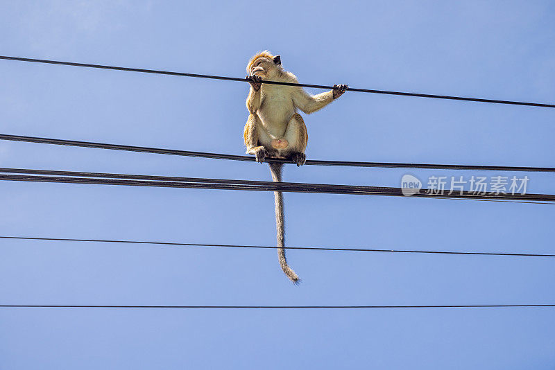 年轻的雄性猕猴或中国猕猴在蓝天下走在电力线上