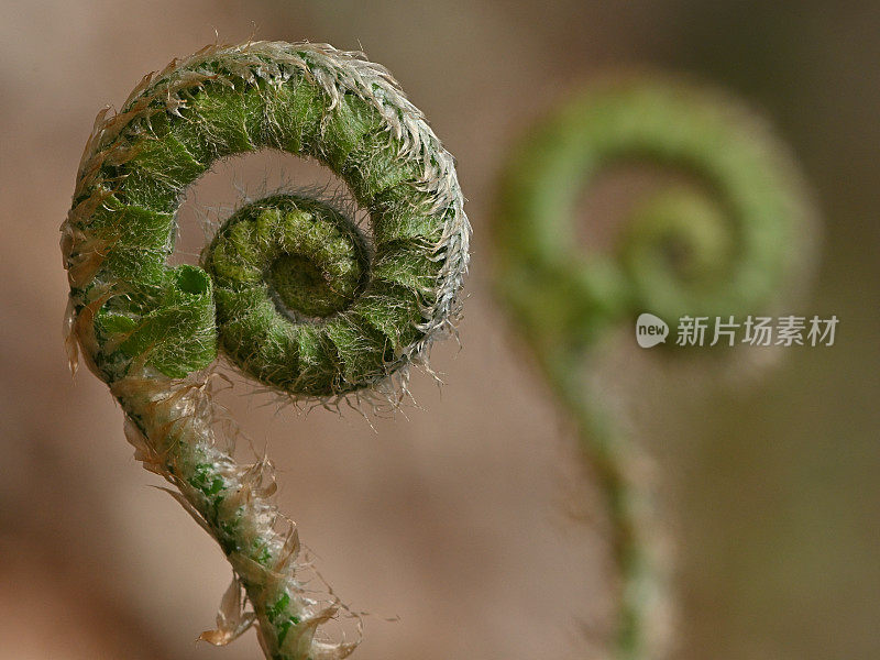 蕨类植物研究