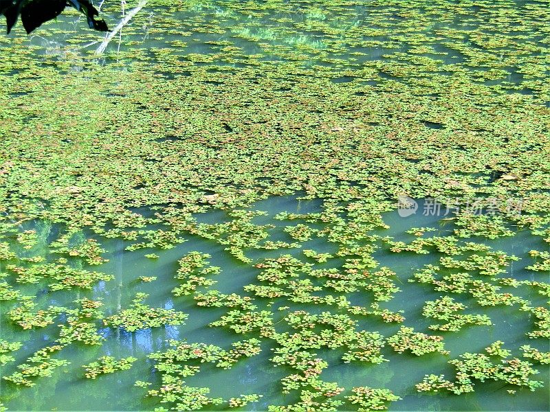 日本。五月飘飞的花瓣覆盖着森林湖的表面。