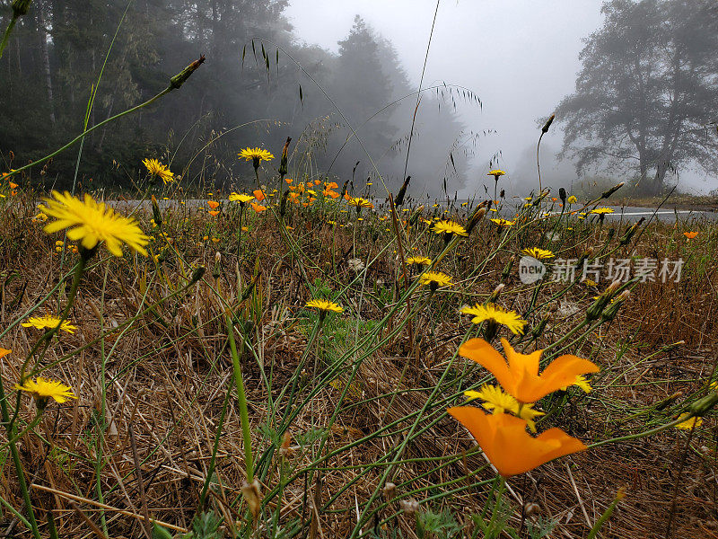 多雾夏日的北加州野花