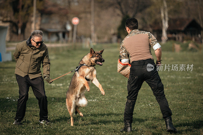 德国牧羊犬好斗的狗训练服从