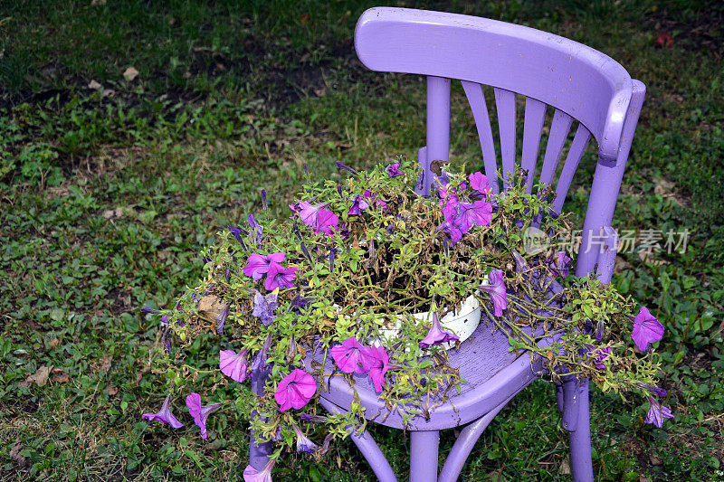 在一个阳光明媚的夏日，花园里装饰着紫色的木椅，上面放着一篮鲜花。夏季花坛与矮牵牛花