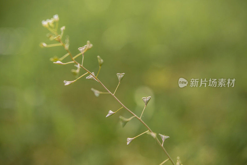 荠菜属植物