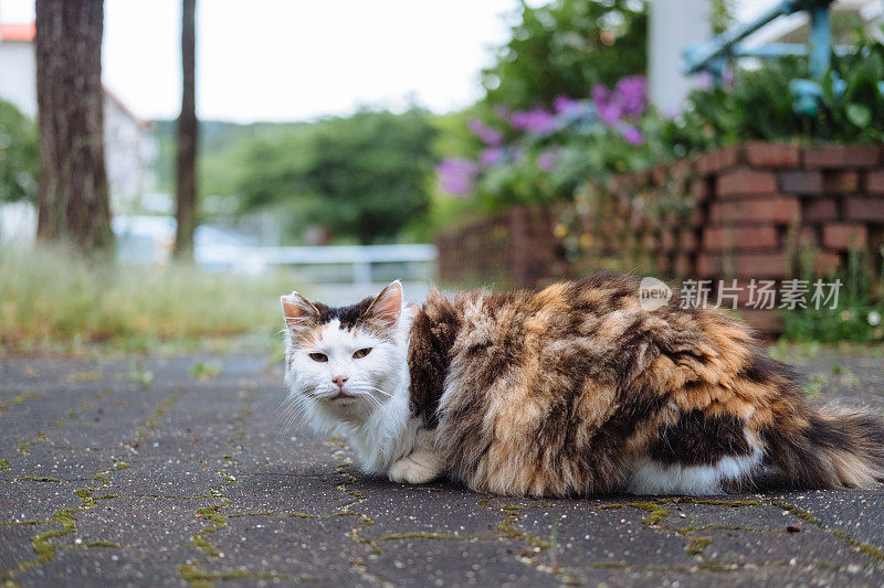 巷子里一只长毛印花猫的形象