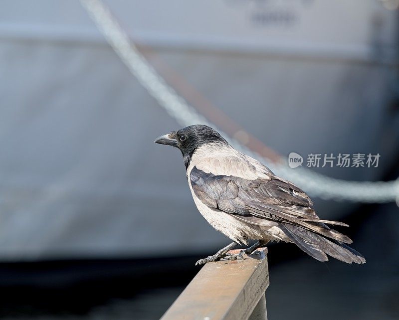 戴头巾的乌鸦