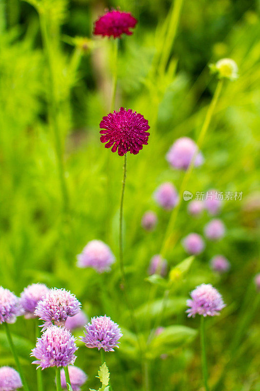 田野疥疮与开花韭菜