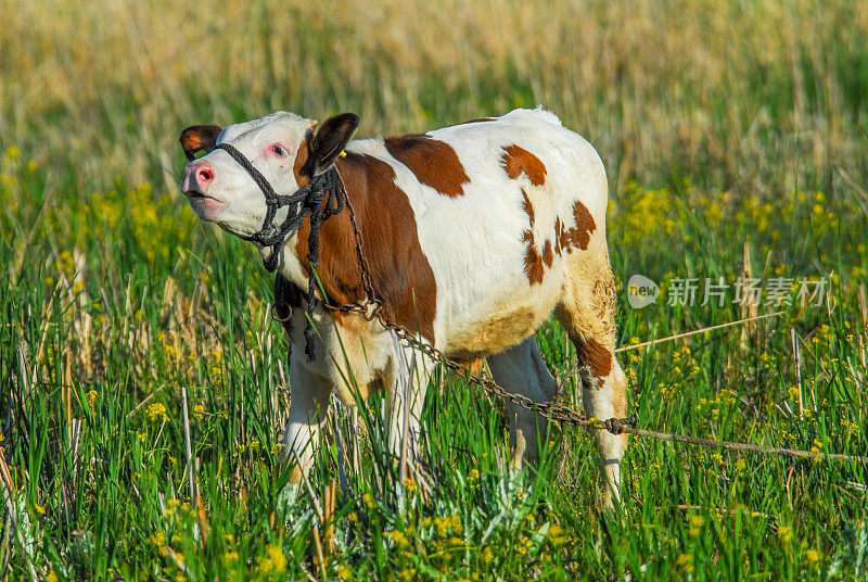 一只有斑点的小牛在呼唤其他的母牛