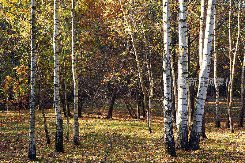 秋天的桦树。秋天的白桦林。